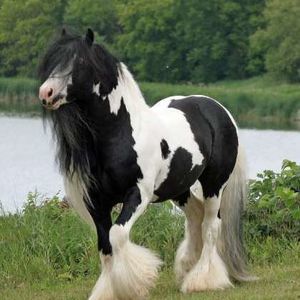 Meet your Posher, Martha